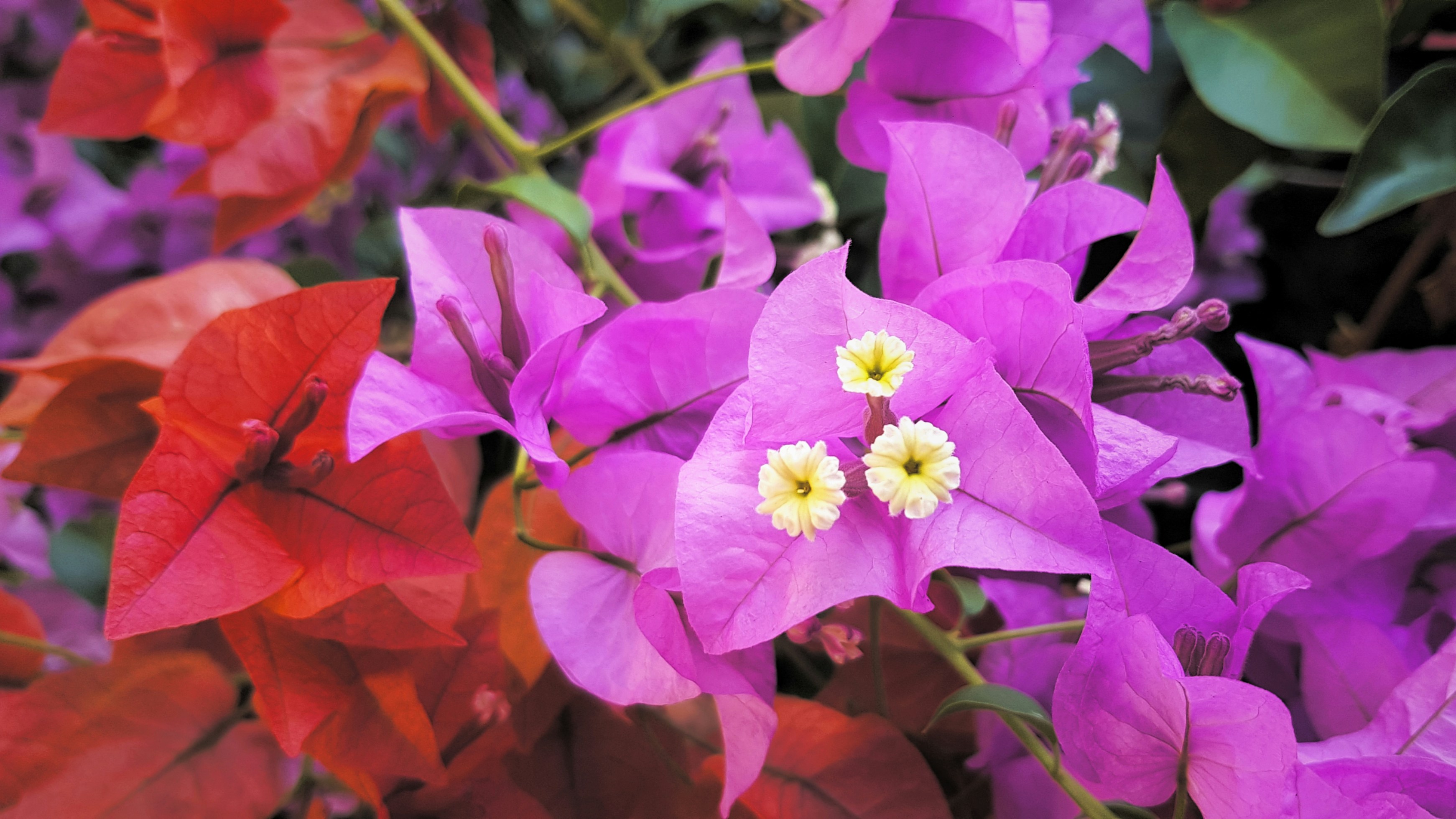 Photo by brittanys_meadow