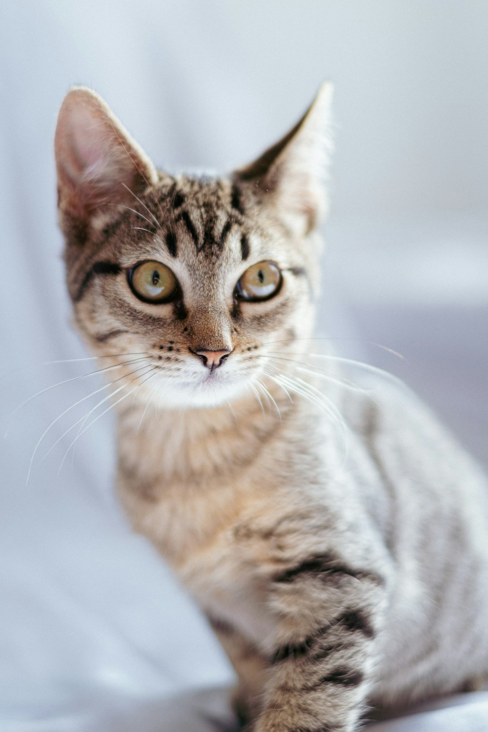 a cat sitting on top of a white sheet