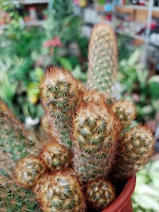 A close-up view of a cluster of cacti with dense spines, growing in a small terra cotta pot. The background is blurred, showcasing a variety of green plants and indoor gardening supplies, suggesting a setting in a nursery or greenhouse.