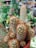 A close-up view of a cluster of cacti with dense spines, growing in a small terra cotta pot. The background is blurred, showcasing a variety of green plants and indoor gardening supplies, suggesting a setting in a nursery or greenhouse.