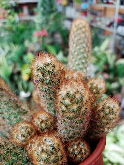A close-up view of a cluster of cacti with dense spines, growing in a small terra cotta pot. The background is blurred, showcasing a variety of green plants and indoor gardening supplies, suggesting a setting in a nursery or greenhouse.