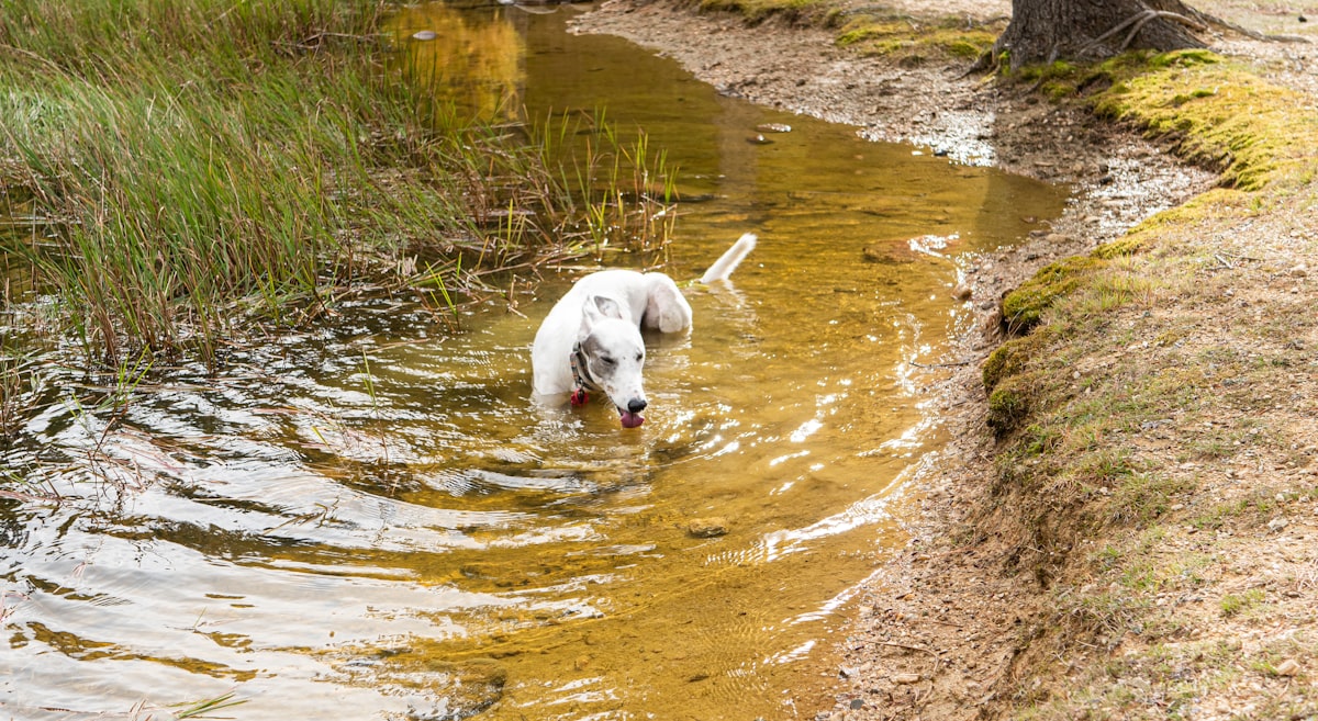 White dog wading in water