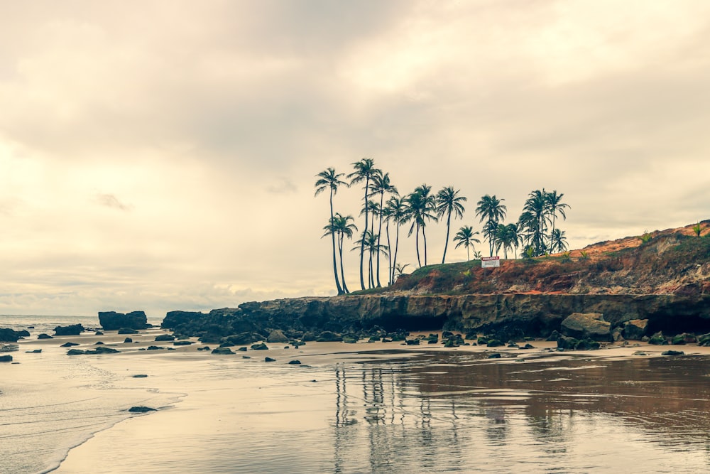 a sandy beach with palm trees on a cloudy day
