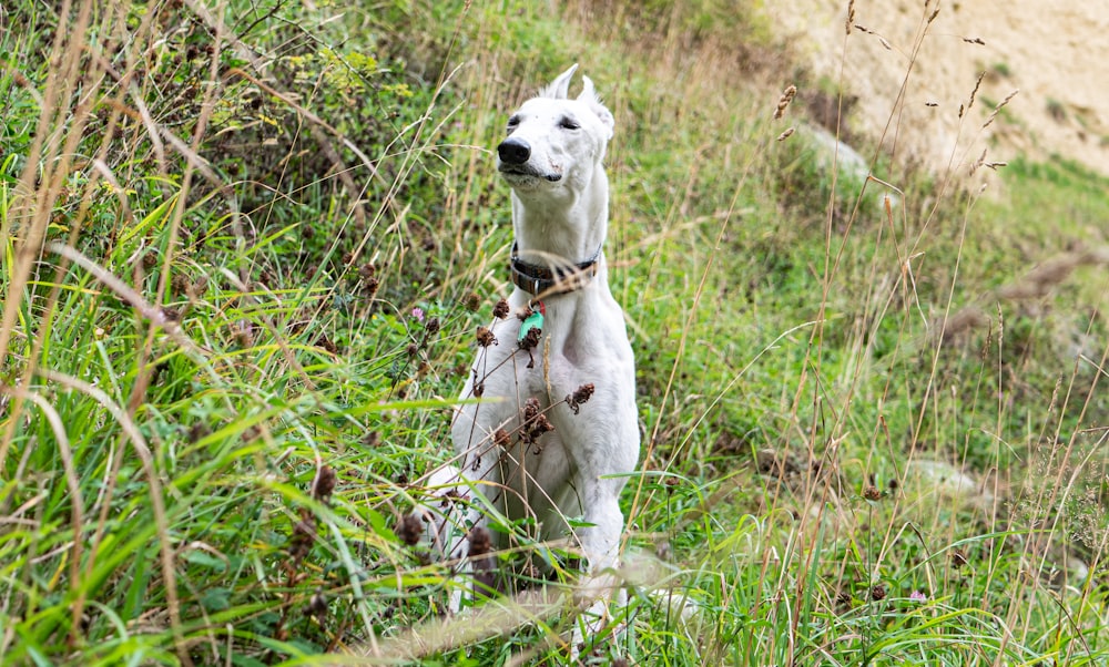 a white dog standing on top of a lush green field