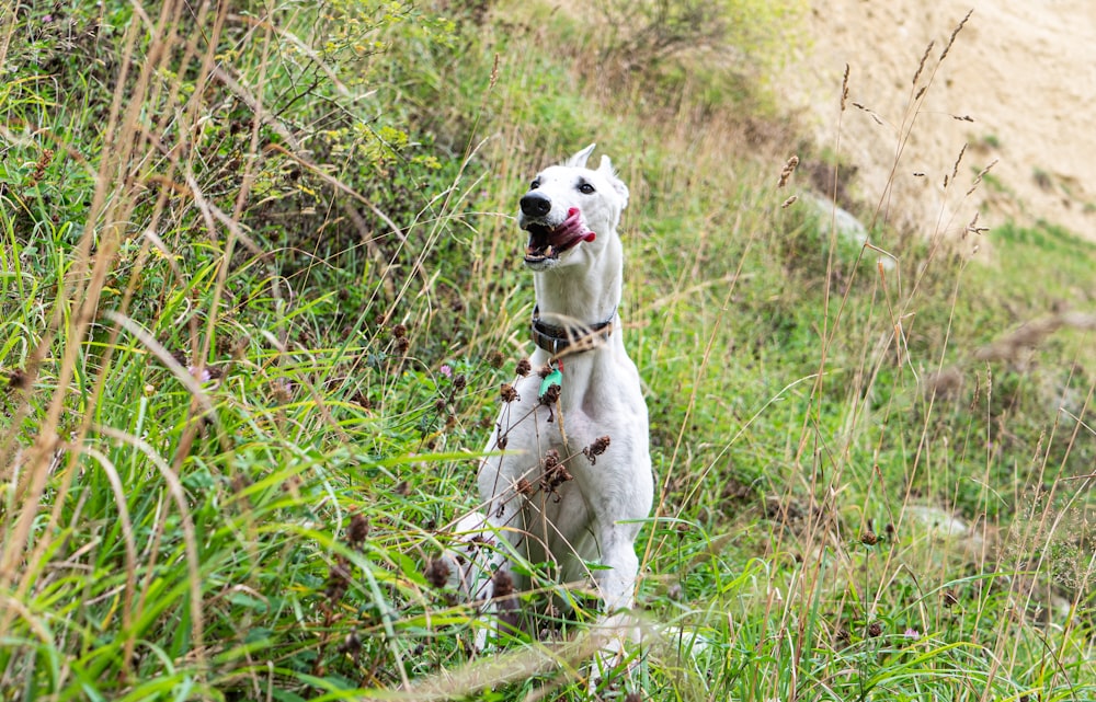 a white dog standing in a field of tall grass