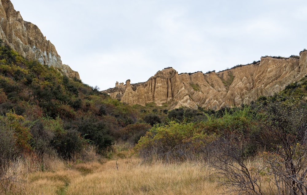 a grassy field with a mountain in the background