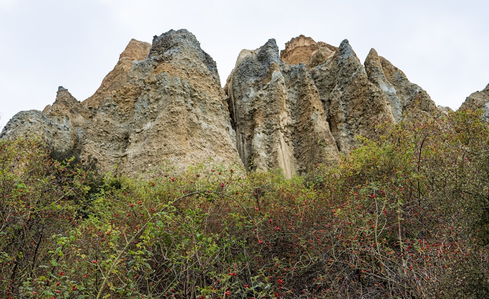 a group of rocks in the middle of a forest