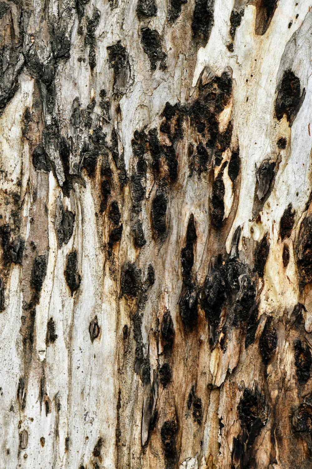 a close up of a tree bark with black spots