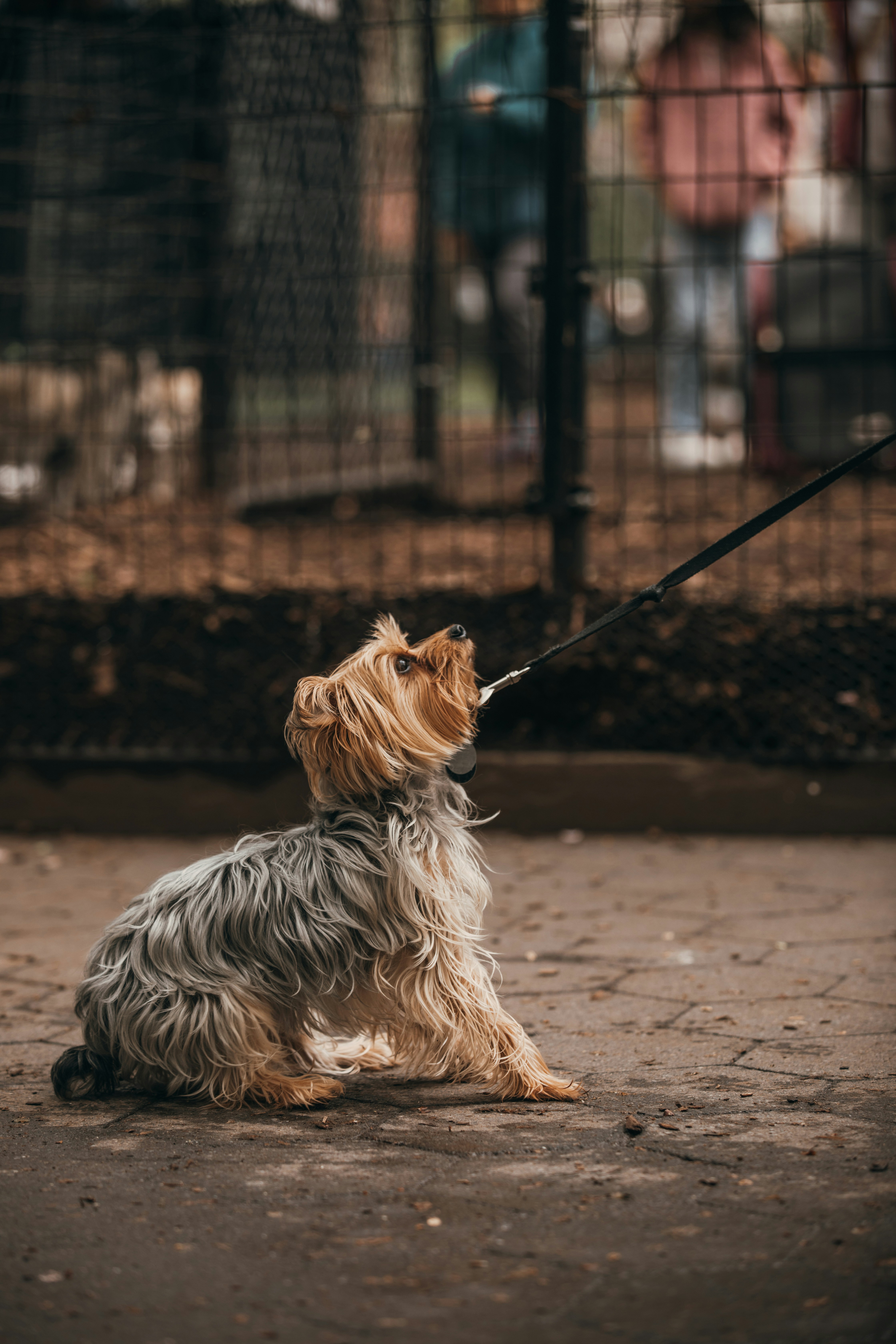 Un petit chien attaché à une laisse en laisse photo Image gratuite de New York sur Unsplash