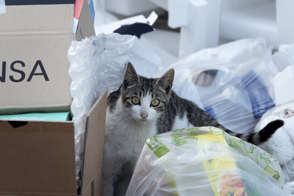 a gray and white cat sitting in a pile of garbage