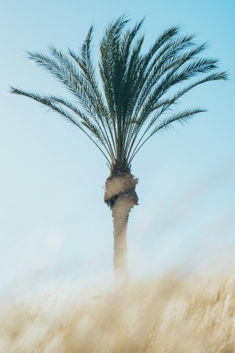a palm tree in the middle of a field
