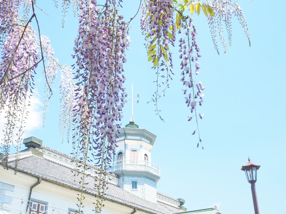 a tree with purple flowers in front of a building