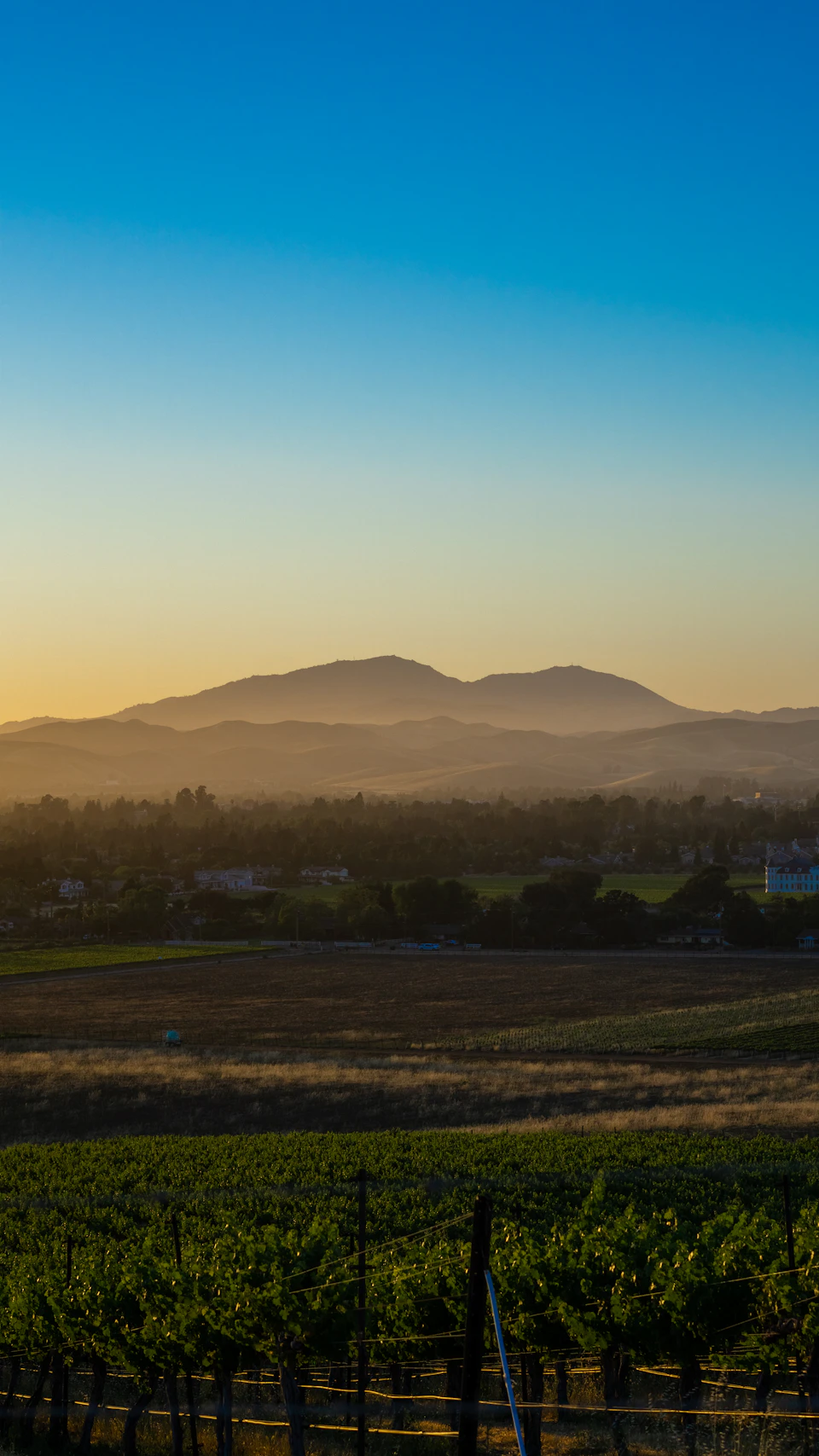 The image depicts a serene landscape with a large mountain range in the background, its peaks shrouded in mist and bathed in warm hues from the setting sun. The sky above is a clear blue canvas, dotted with wispy clouds that add depth to the scene. In the foreground, there are rows of grapevines stretching out into the distance, their green leaves contrasting beautifully against the earthy tones of the landscape.