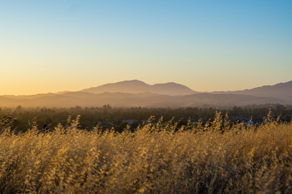 a field of tall grass with mountains in the background