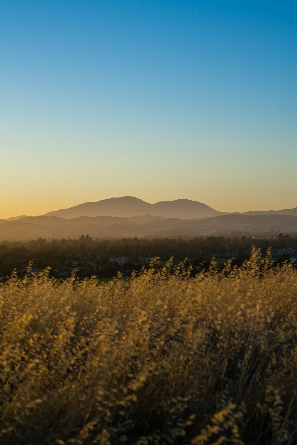 a field of tall grass with mountains in the background