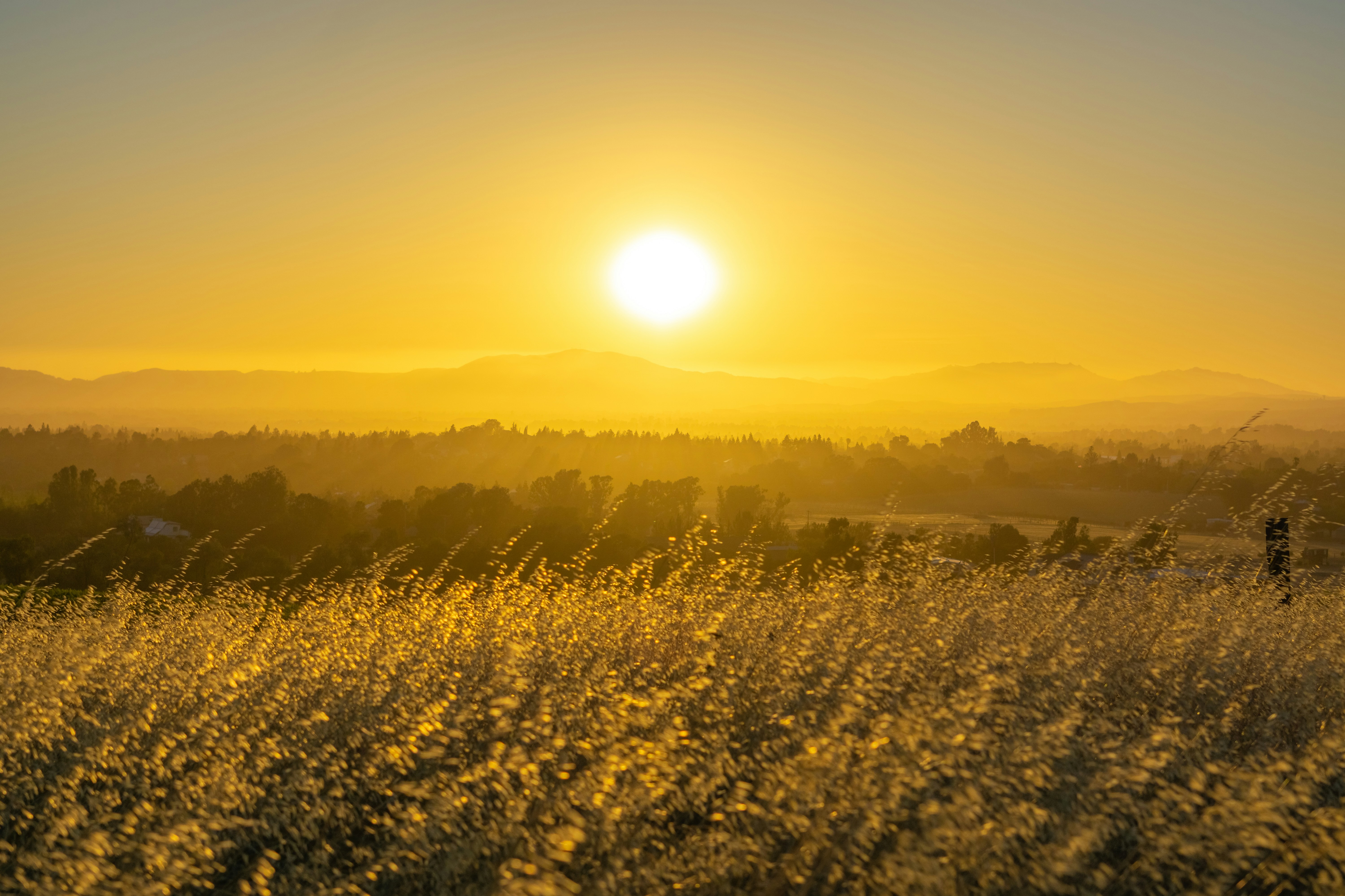 the sun is setting over a field of tall grass