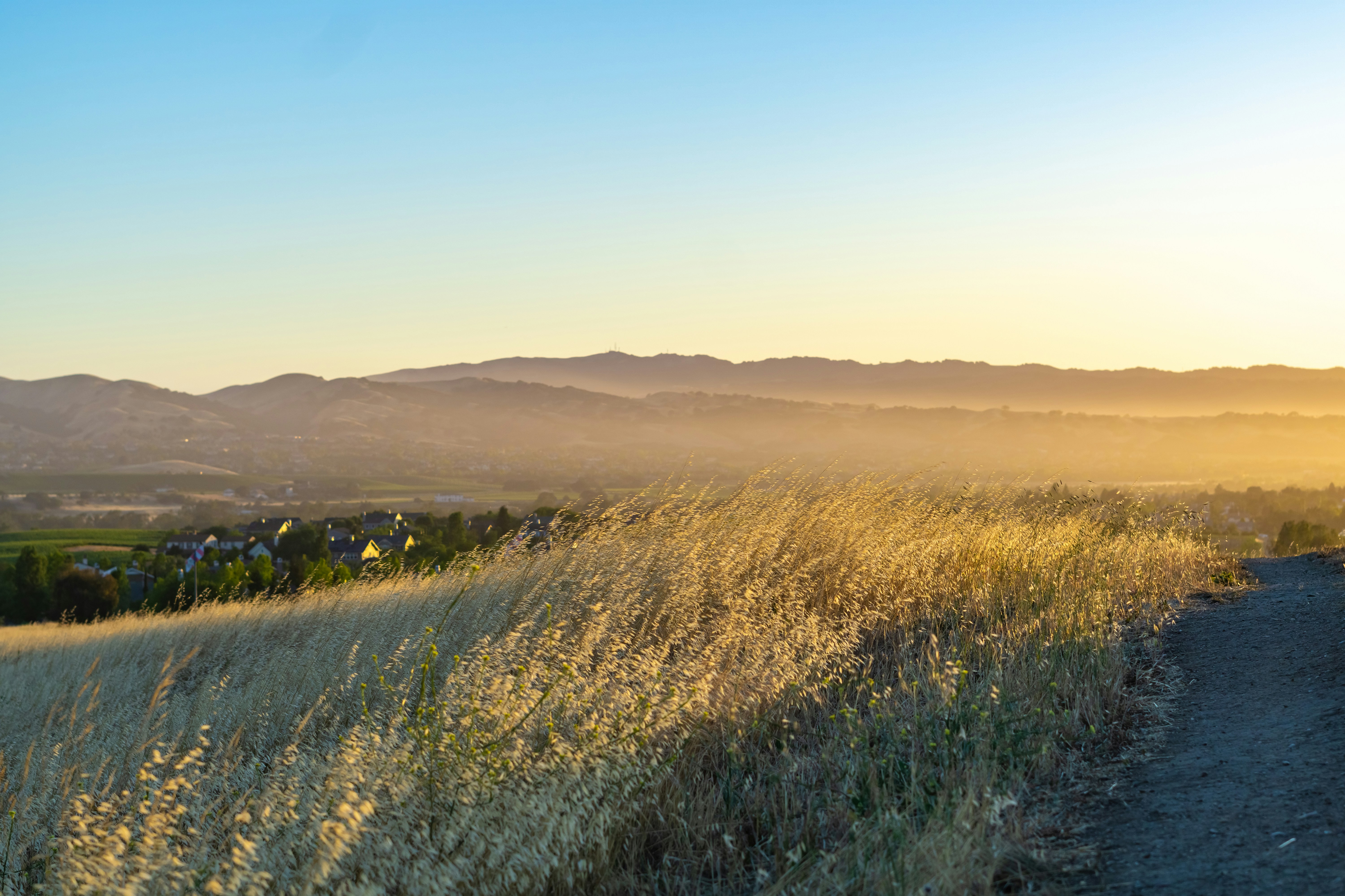 the sun is setting over a field of tall grass