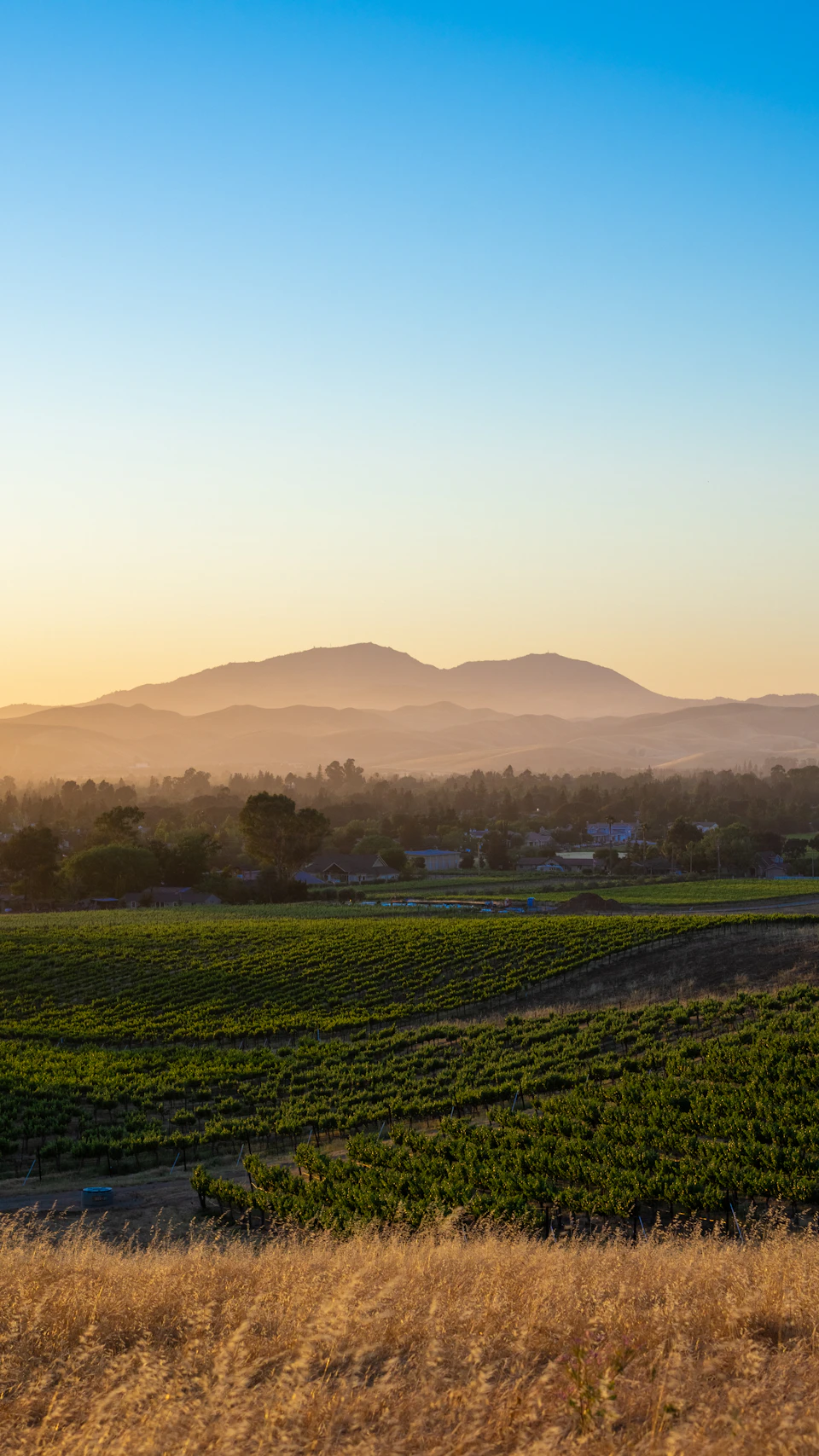 The image depicts a serene rural landscape at sunset. The sky is painted with hues of orange and blue, serving as a stunning backdrop to the scene below. In the foreground, there are rows upon rows of grapevines stretching out into the distance, their green leaves contrasting beautifully against the warm tones of the sky.

In the background, several houses can be seen nestled among the vineyards, adding a touch of human habitation to this otherwise natural setting. The image is taken from an elevated perspective, providing a comprehensive view of the landscape and its various elements.