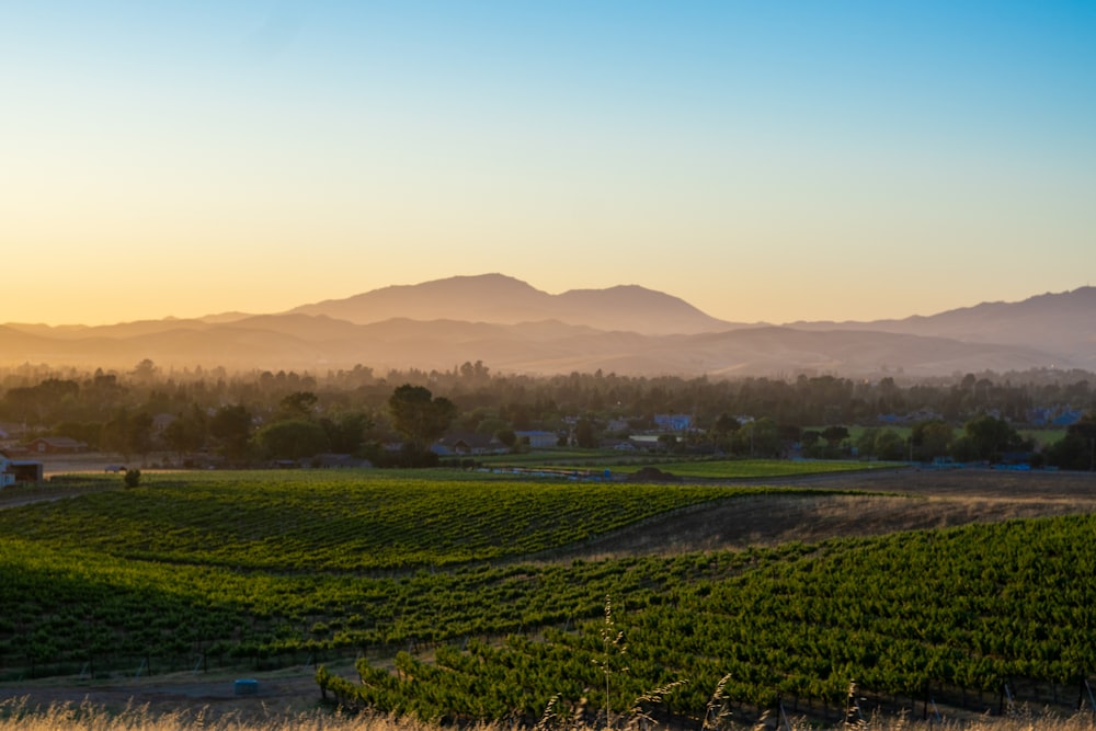 the sun is setting over a field of crops