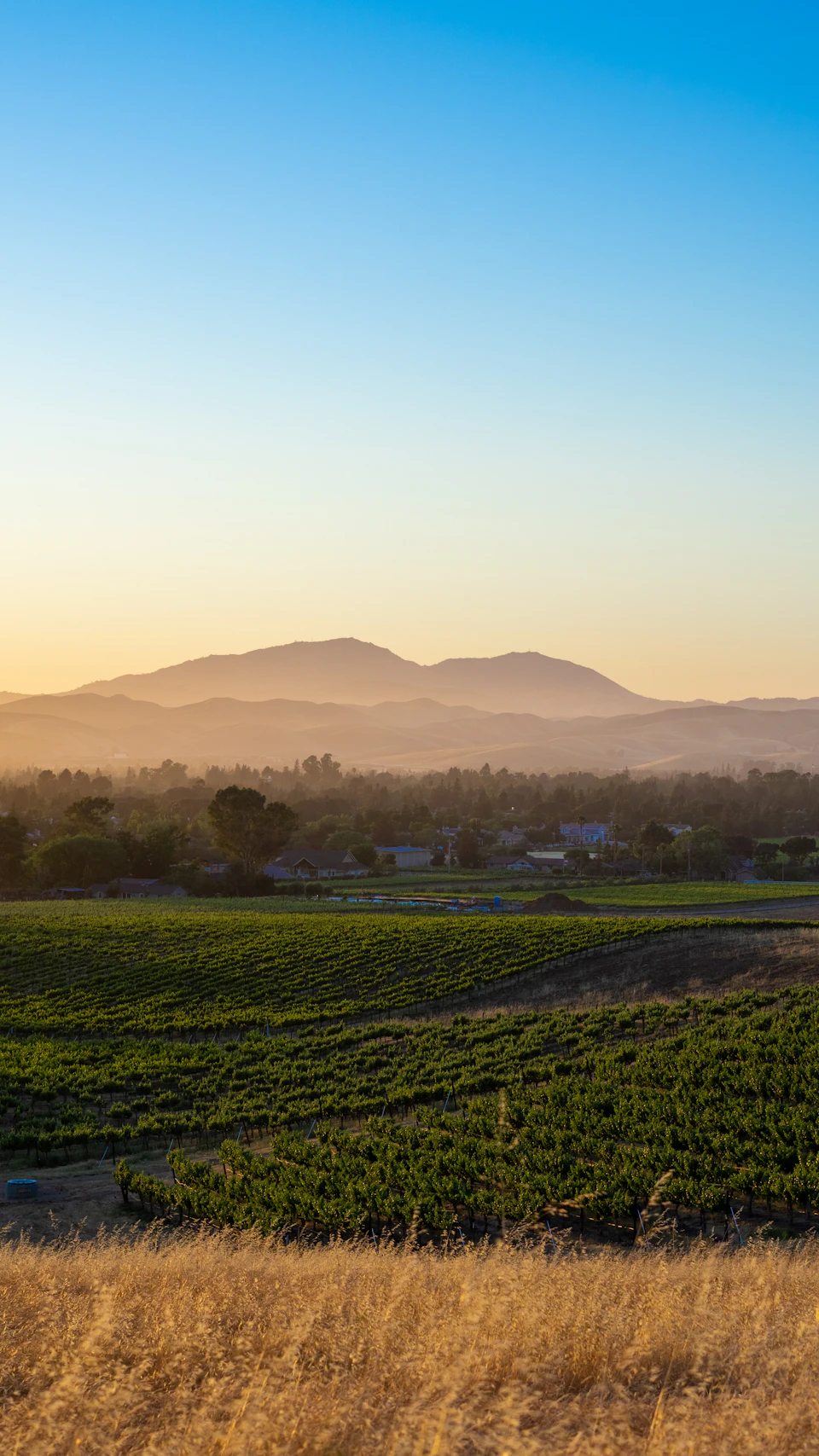 The image depicts a serene rural landscape at sunset. The sky is painted with hues of orange and blue, casting a warm glow over the scene. In the foreground, there are rows upon rows of grapevines stretching out into the distance, their green leaves contrasting beautifully against the vibrant colors of the sky. These vineyards appear to be part of a larger agricultural area, as suggested by the presence of houses in the background. The image is taken from an elevated perspective, providing a comprehensive view of the landscape below and the expansive sky above.