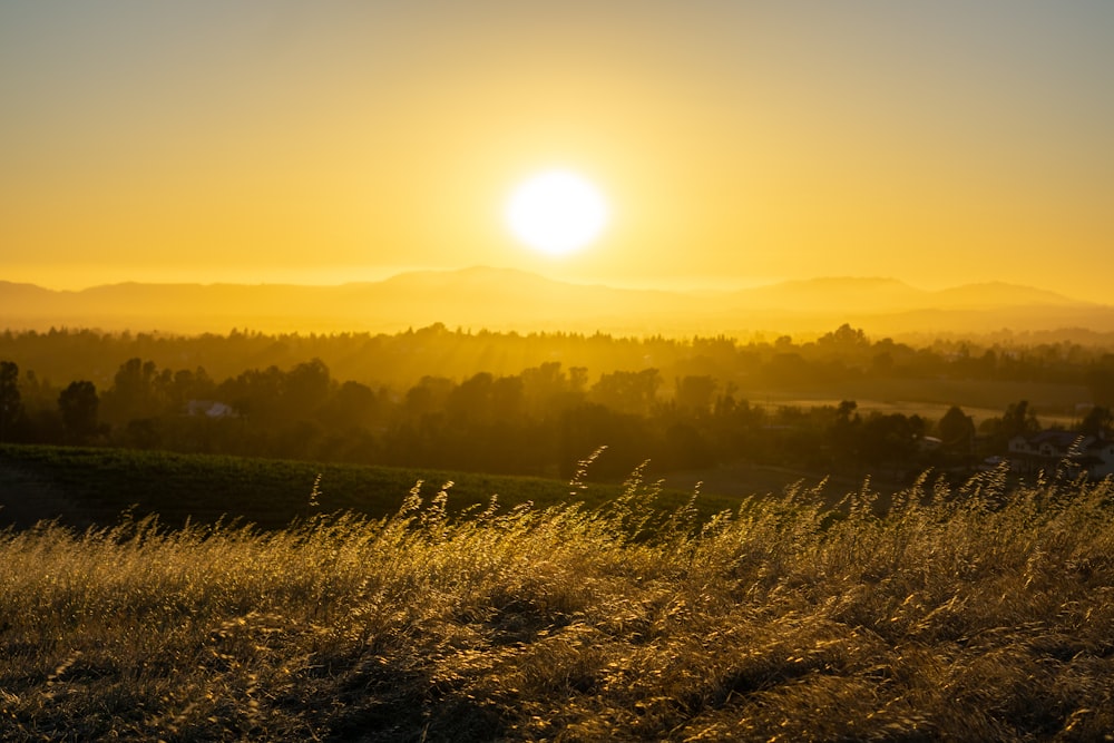 the sun is setting over a field of tall grass