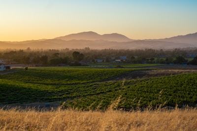 a field of crops with mountains in the background