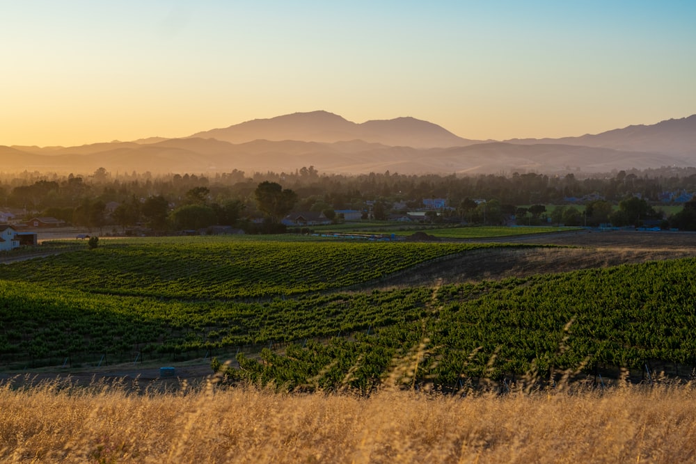 a field of crops with mountains in the background