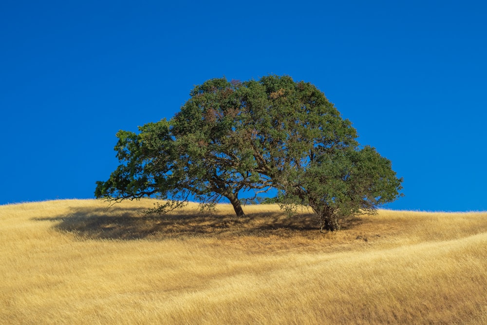 a lone tree on a grassy hill under a blue sky