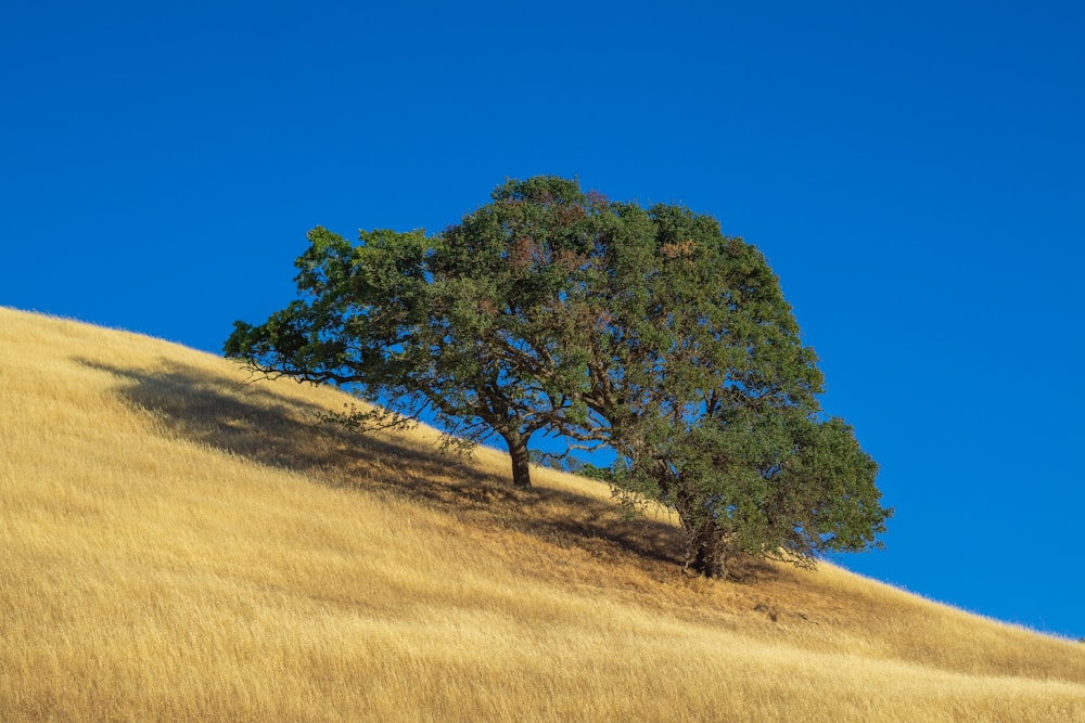 a tree on a hill with a blue sky in the background