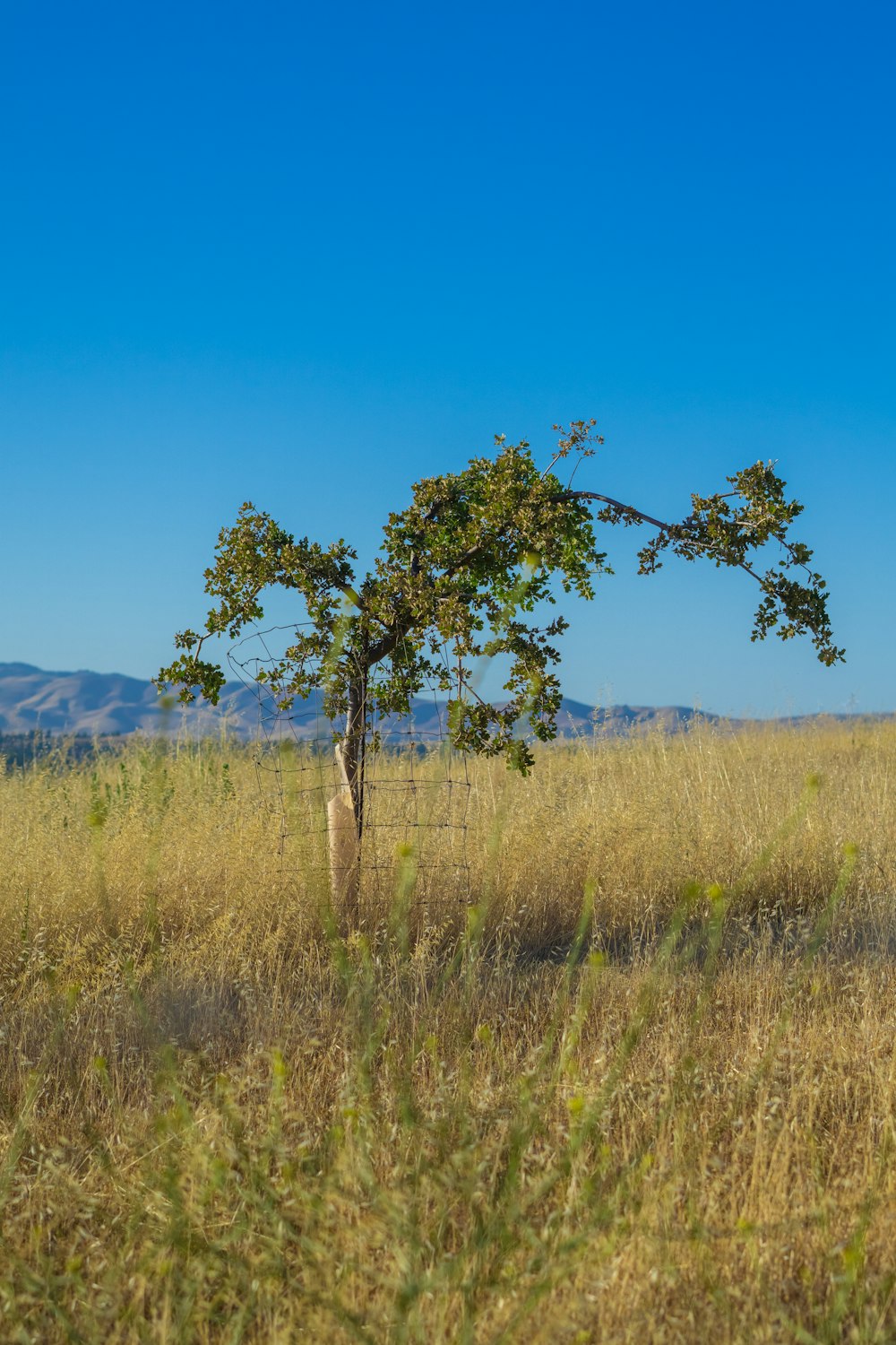 a lone tree in a field with mountains in the background