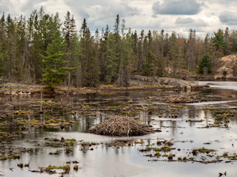 A scenic forest landscape at dawn, perfect for beaver hunting.