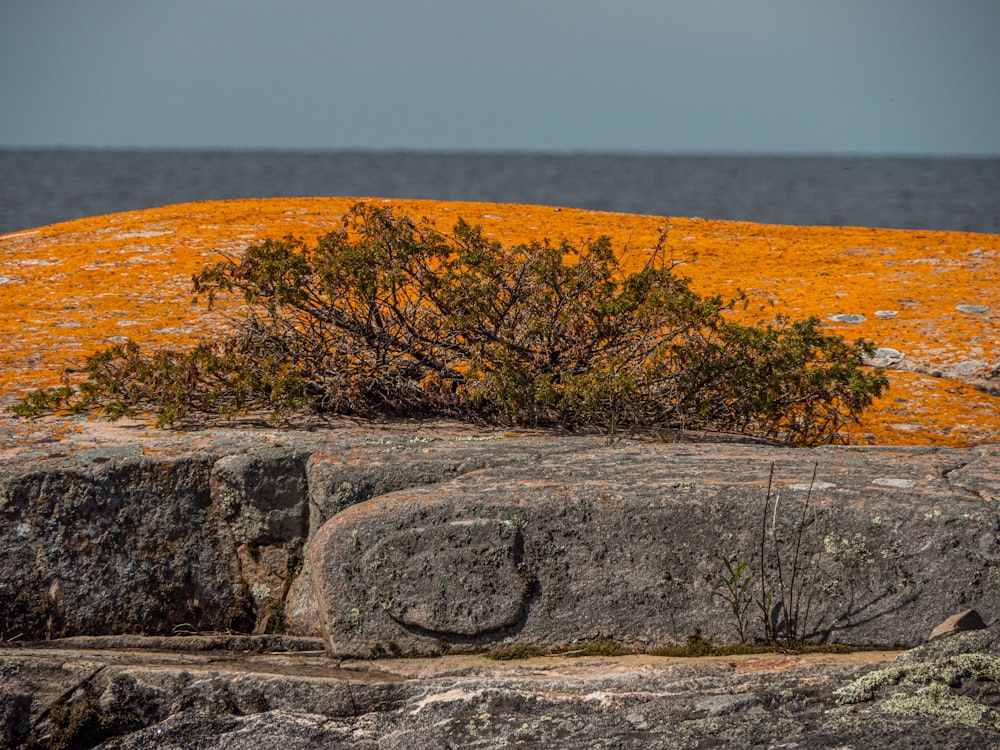 a rock with a plant growing out of it