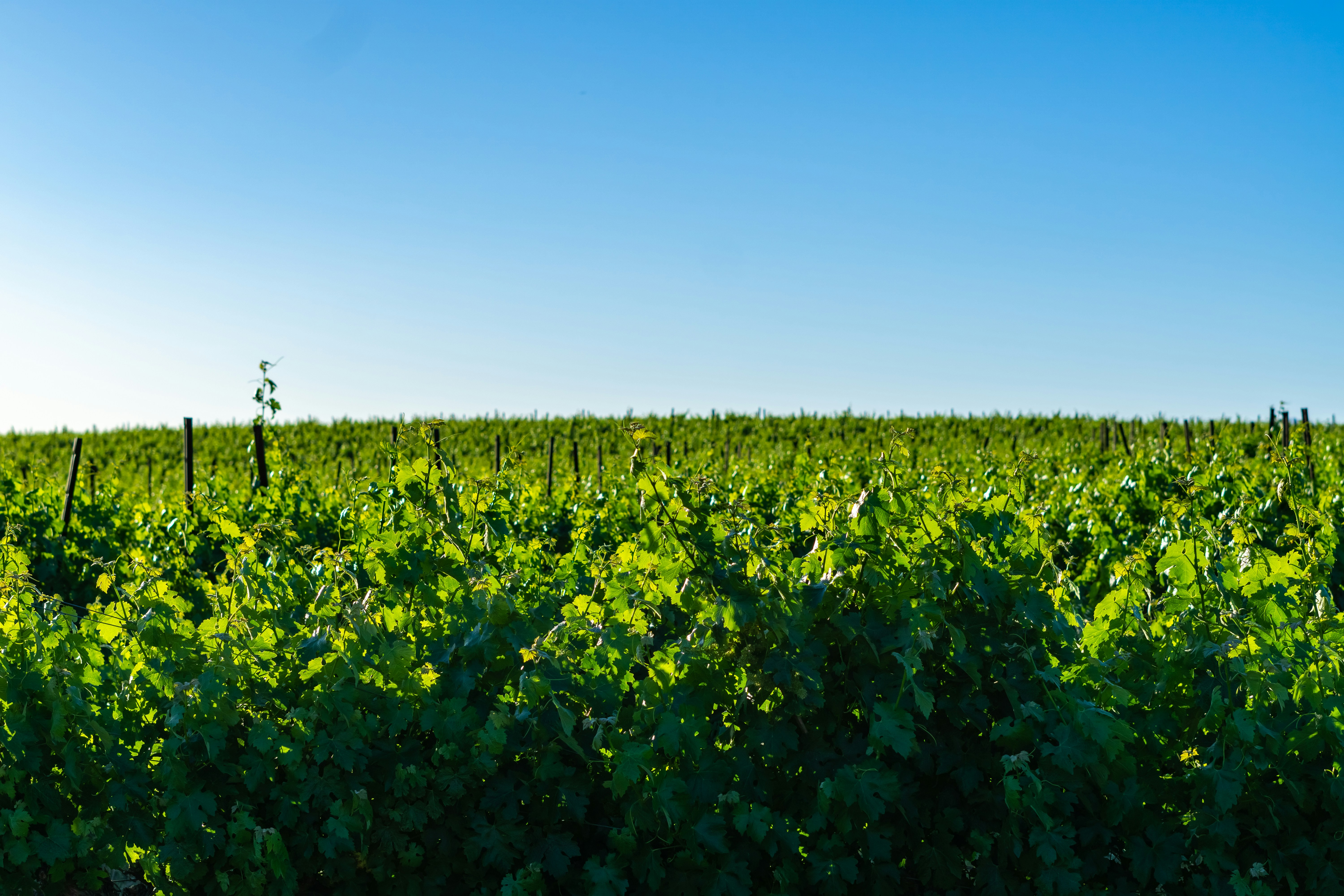 Photo by spencer_demera