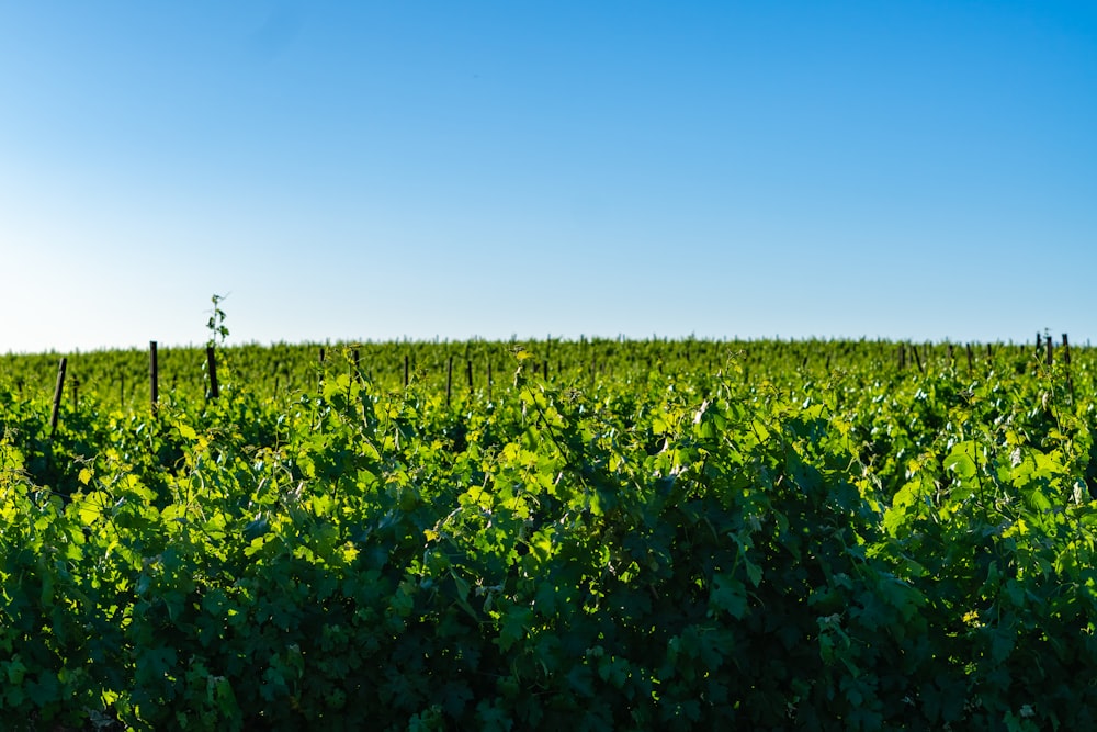 a field of green plants with a blue sky in the background