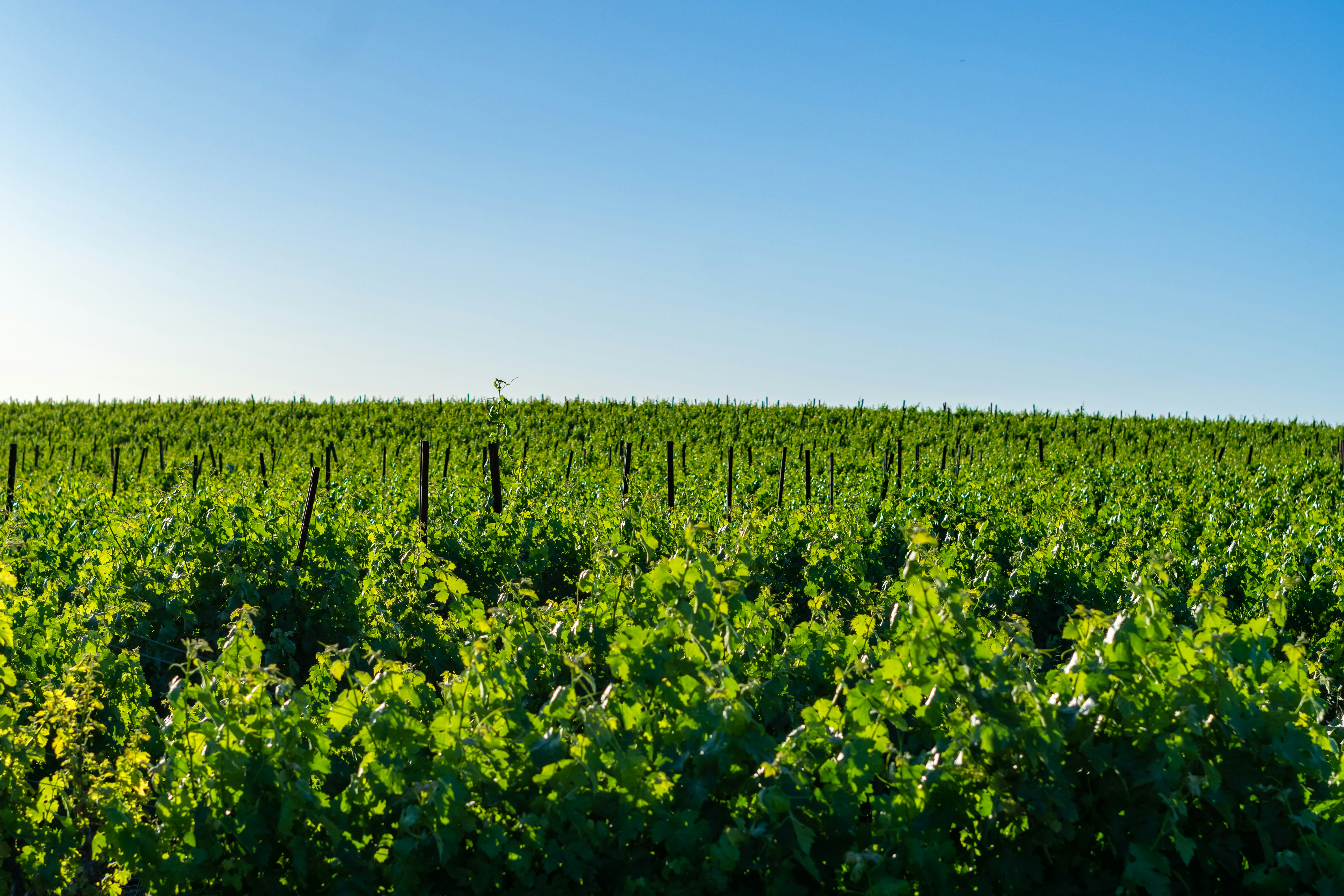 Photo by spencer_demera