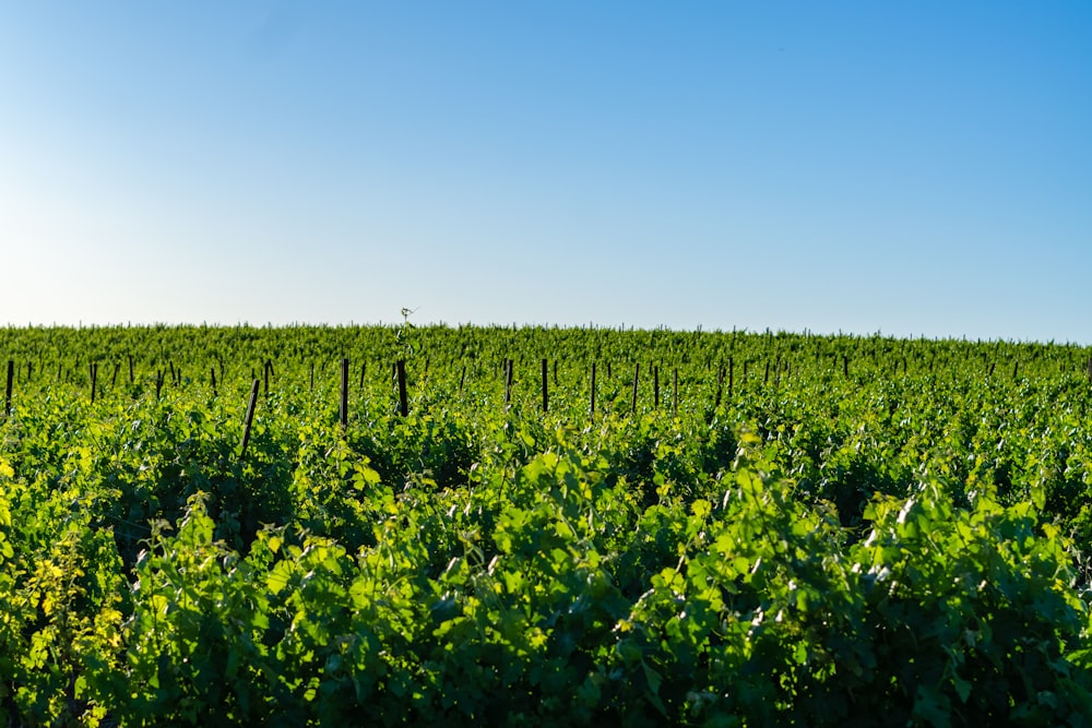 a field of green plants with a blue sky in the background