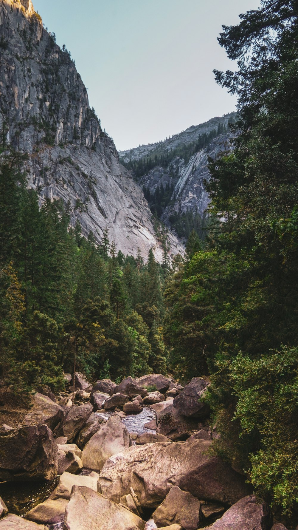 a rocky river running through a forest filled with trees