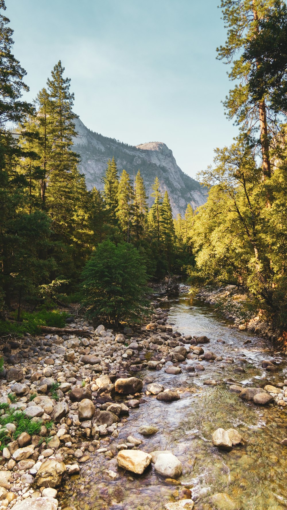 a river running through a lush green forest