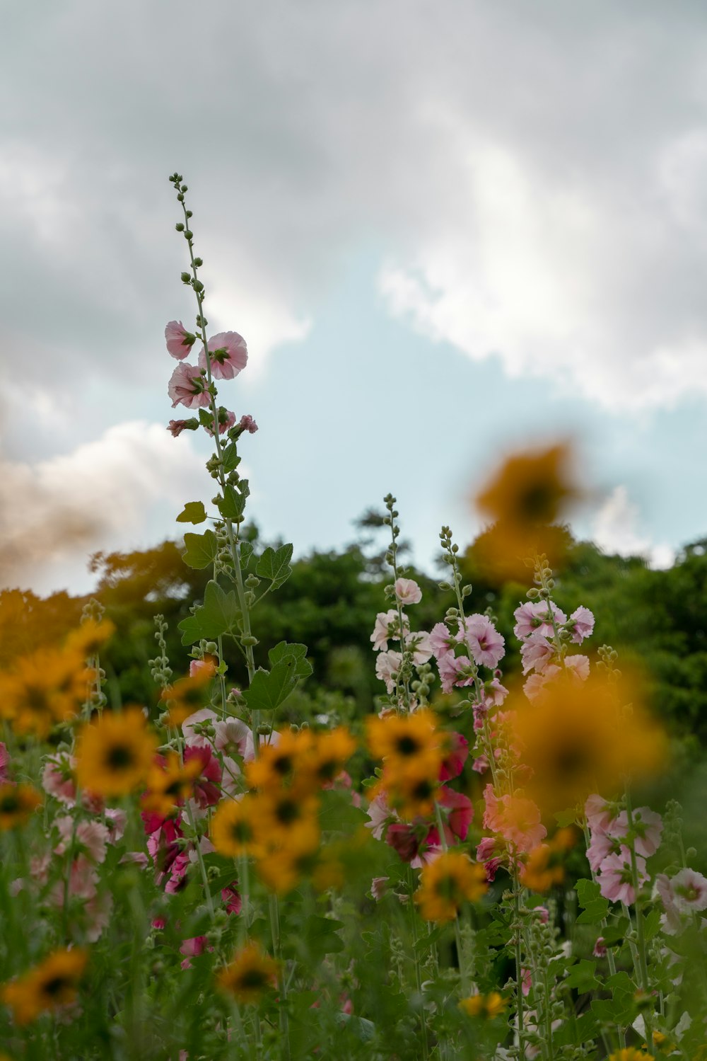 a field of flowers with a cloudy sky in the background