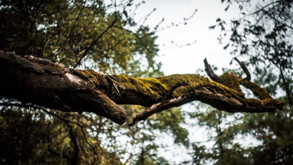 a mossy tree branch in the middle of a forest