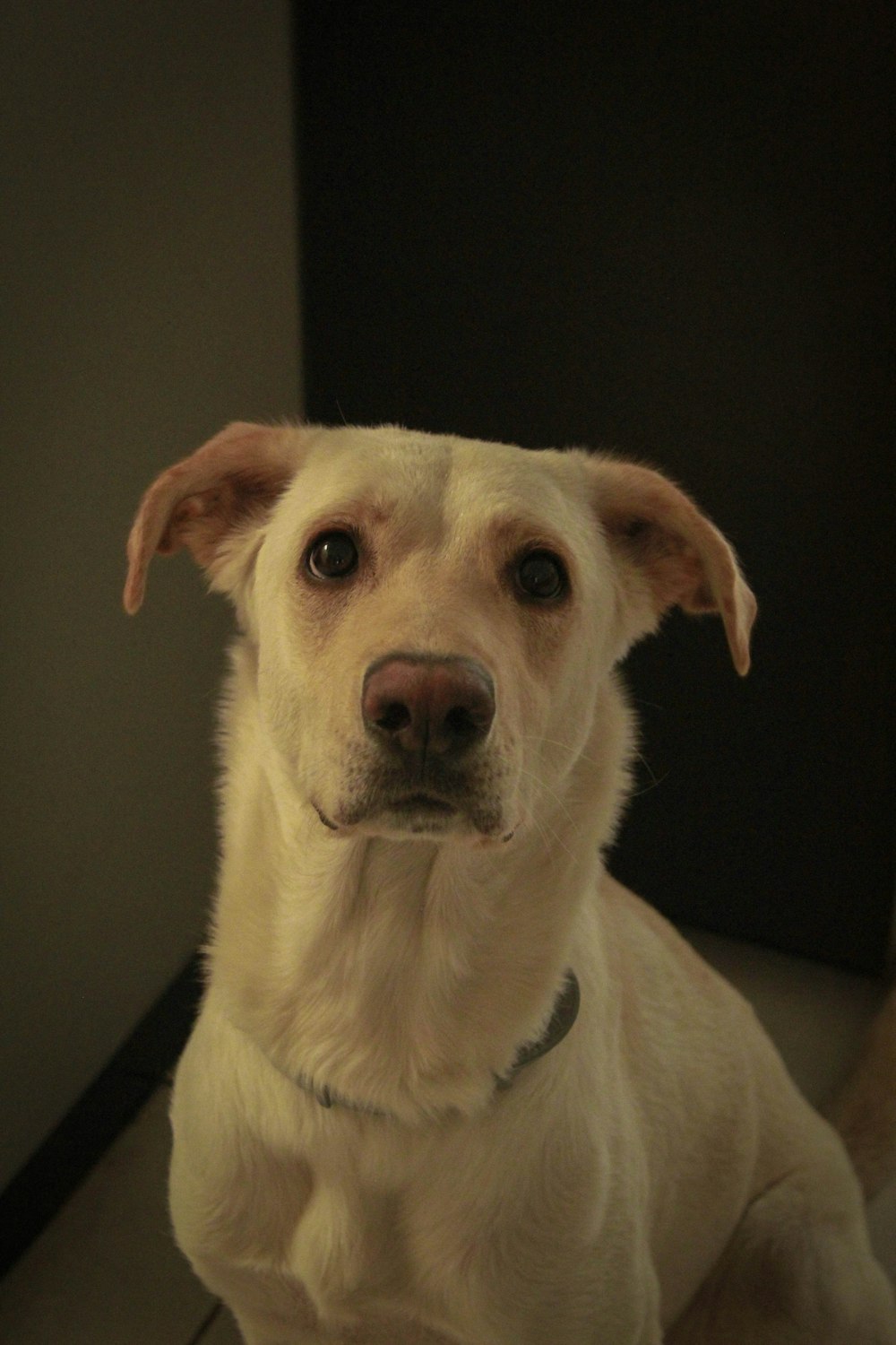 a close up of a dog on a tile floor