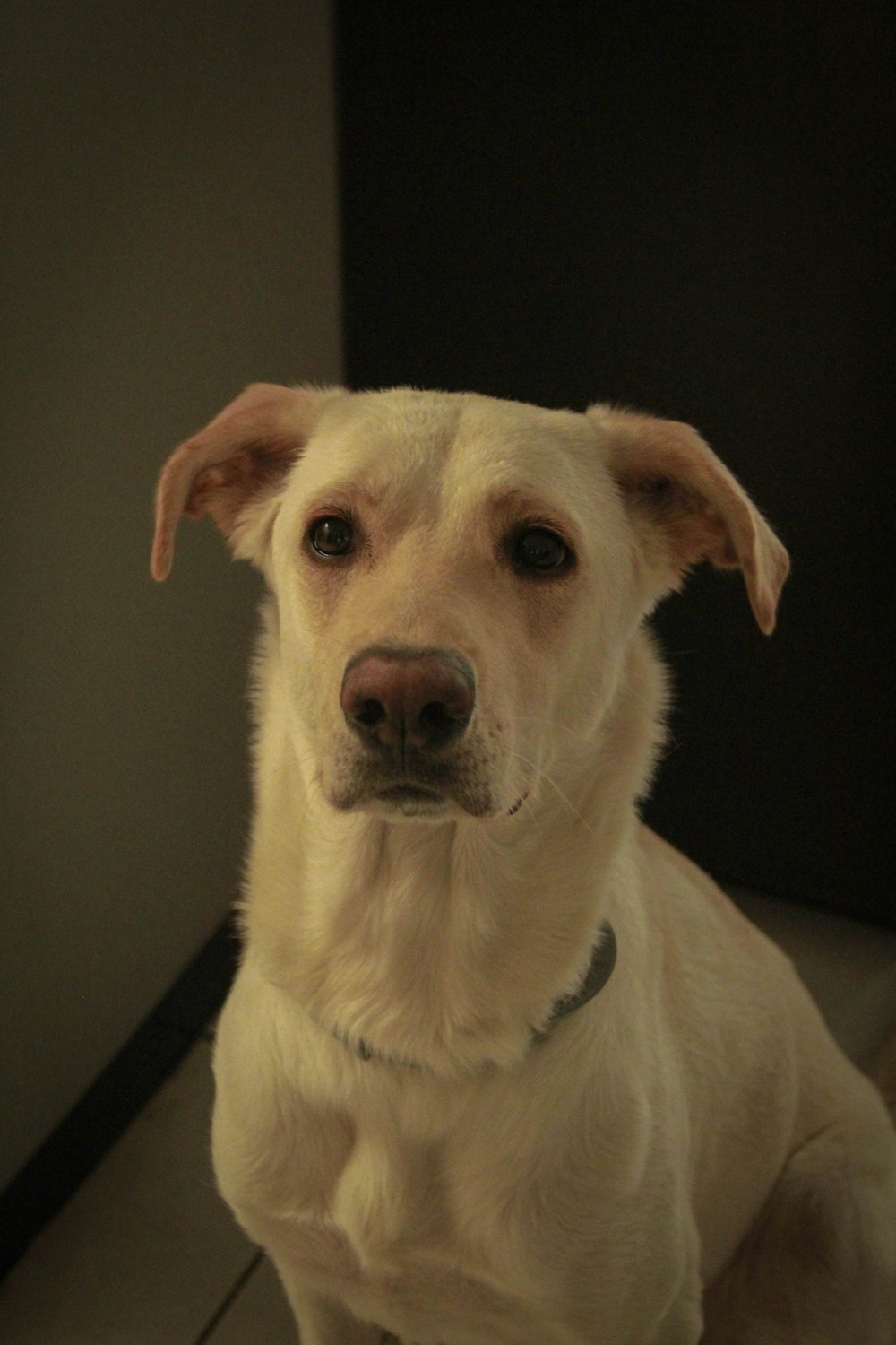 a close up of a dog on a tile floor