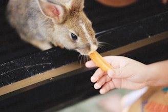 a small child is feeding a carrot to a rabbit