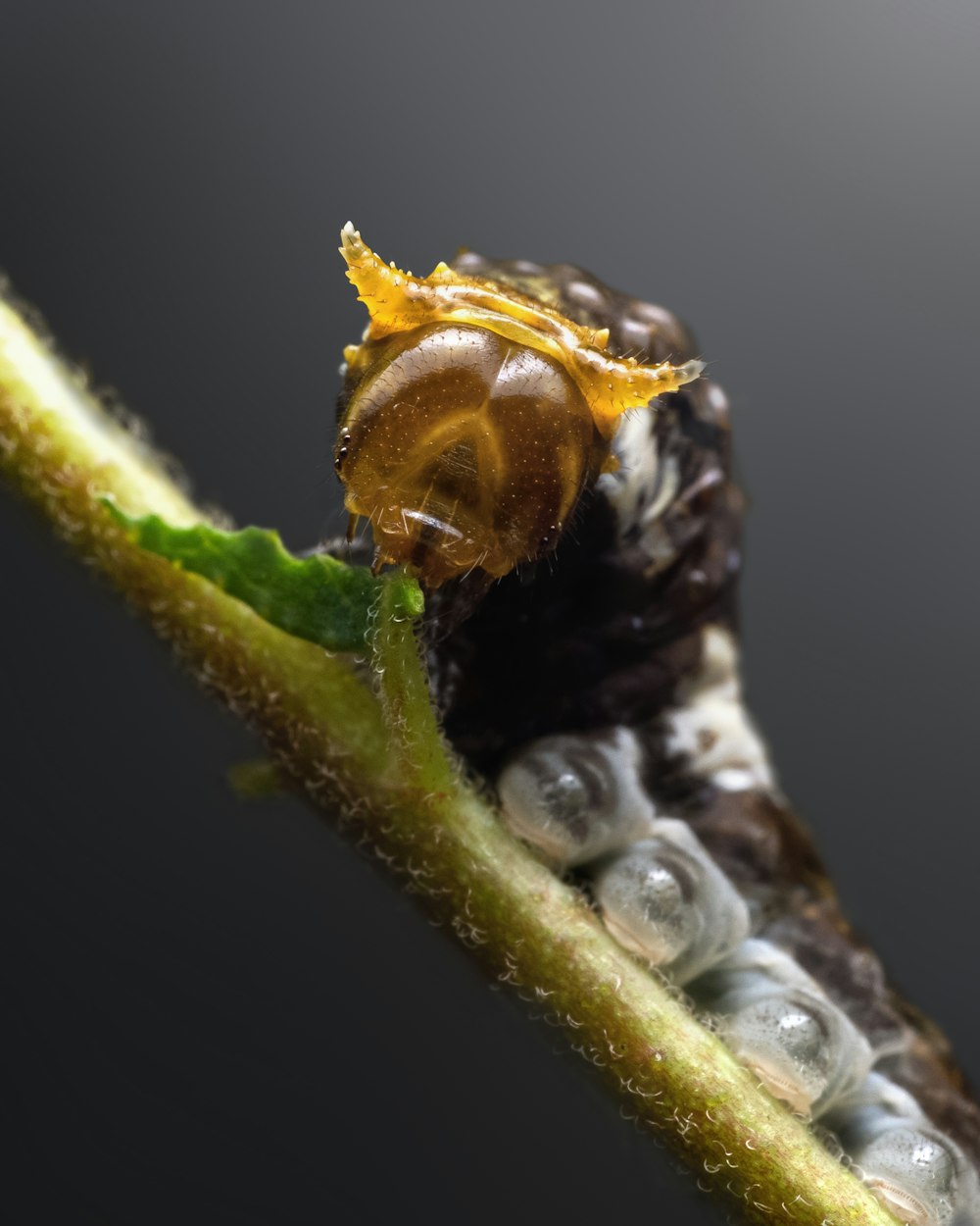 a close up of a caterpillar on a plant