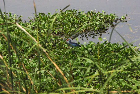 Close-up of native birds and aquatic life thriving in a restored chinampa ecosystem.