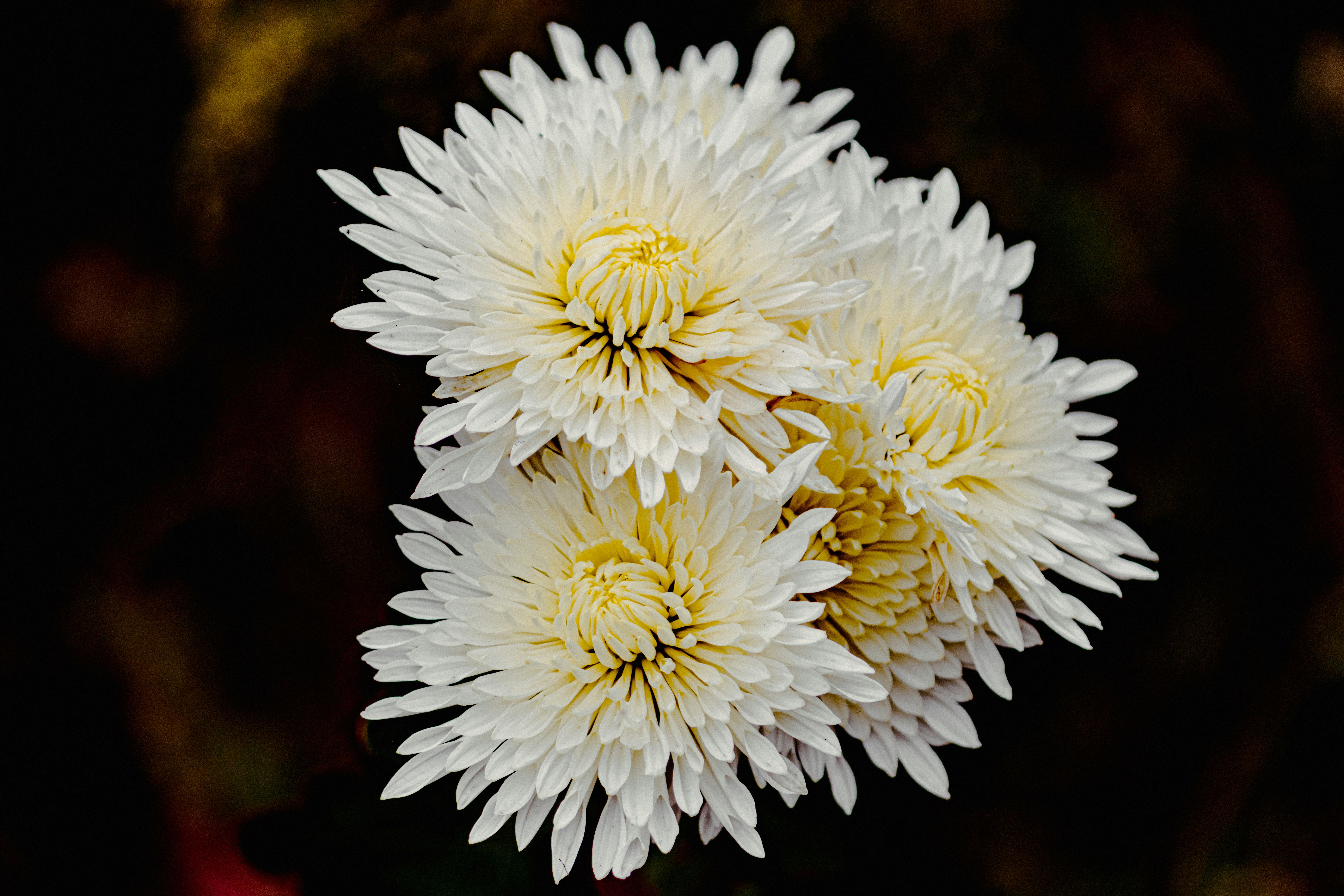Photo by gidlark