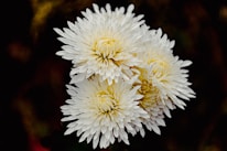 A cluster of three white chrysanthemums with densely packed petals. The flowers have a creamy yellow center and stand out against a dark, blurred background.