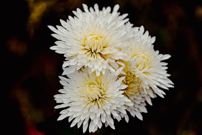 A cluster of three white chrysanthemums with densely packed petals. The flowers have a creamy yellow center and stand out against a dark, blurred background.