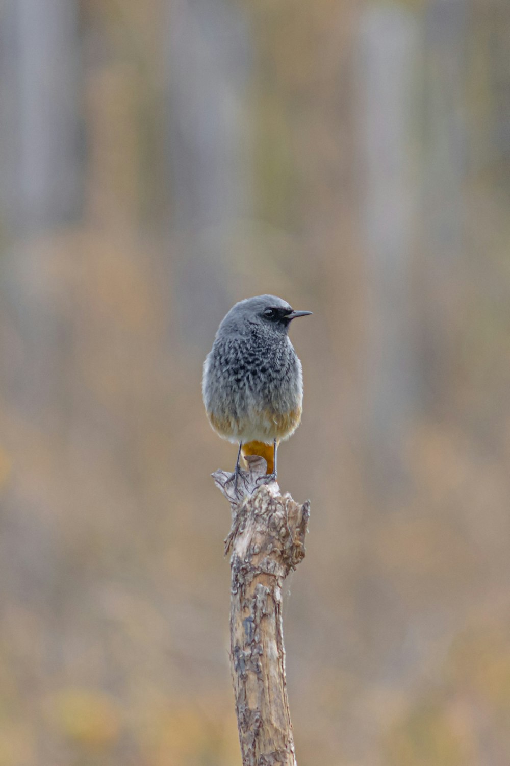 a small bird sitting on top of a tree branch