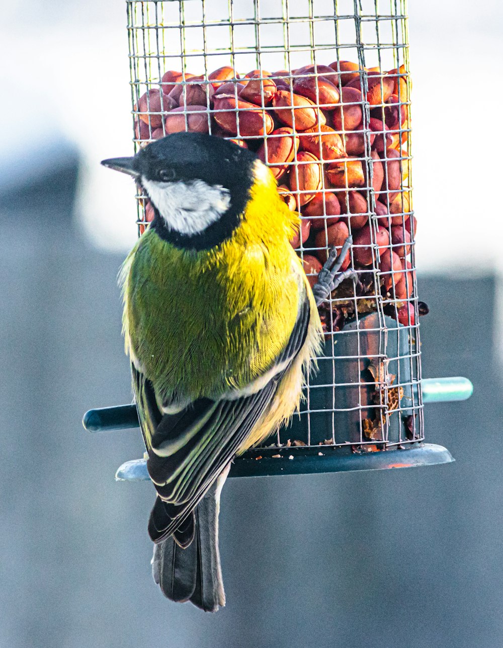 a bird that is sitting on a bird feeder